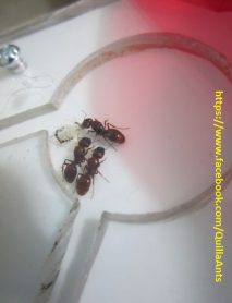 Pheidole praeusta