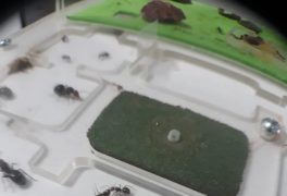 Cria de Camponotus, diario 12 de ago Cria de Camponotus, diario 12 de ago