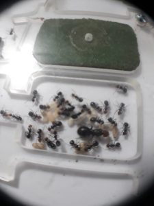 Cria de camponotus tienda quillants