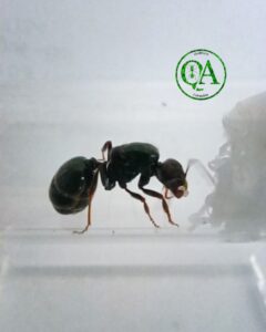 ¿Cómo criar Hormigas sin morir en el intento? parte 2 tienda quillants