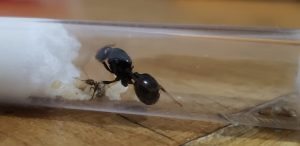 Messor Barbarus con Obreras tienda quillants