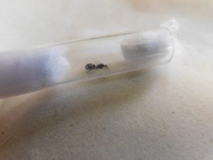 Linephitema sp tienda quillants