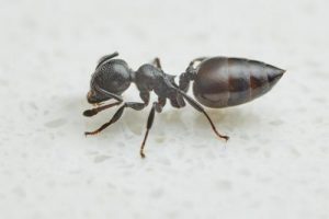 Crematogaster distans tienda quillants