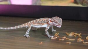 Zophoba Morio Alimento vivo tienda quillants.co