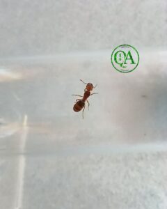 Pheidole Radoszkowskii tienda quillants.co
