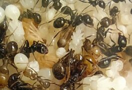 ¿Porque Se mueren Mis hormigas? ¿Porque Se mueren Mis hormigas?