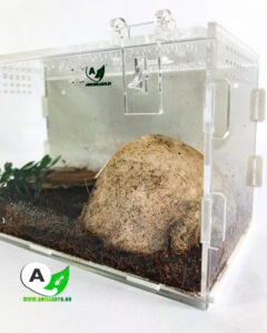 Terrario para escorpiones ENVIO GRATIS tienda quillants.co