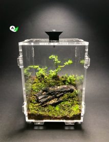 Terrario Bioactivo