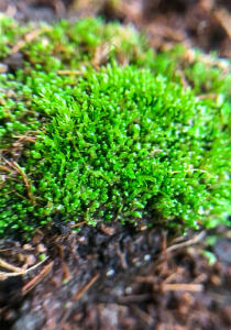 Musgo vivo tienda quillants