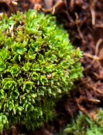Musgo VIVO